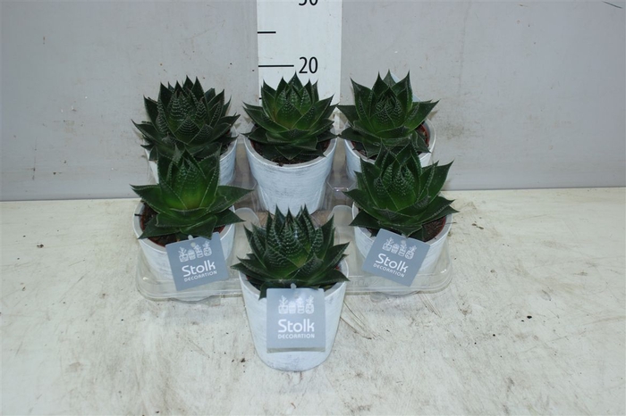 <h4>Aloe Cosmo White Wash Keramiek</h4>