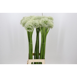 Allium White Giant