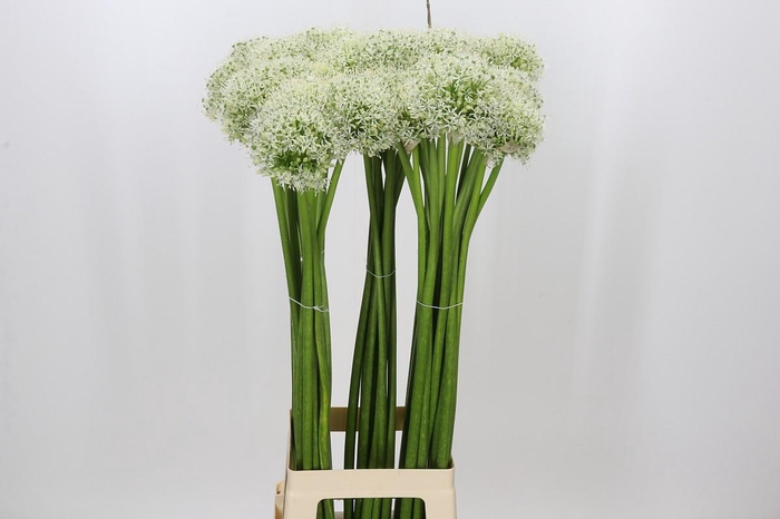 <h4>Allium White Giant</h4>