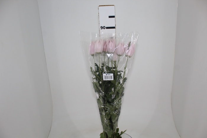 <h4>ANASTASIA ROSY 080 CM PINK</h4>