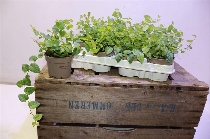 <h4>arr8 Fic Pu Green Sunny</h4>