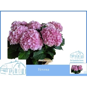 HYDR M CH VERENA