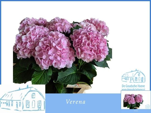 <h4>HYDR M CH VERENA</h4>