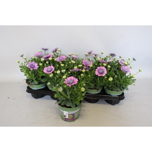 Osteospernum Double Rose
