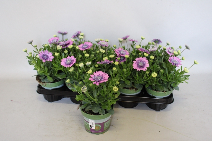 <h4>Osteospernum Double Rose</h4>
