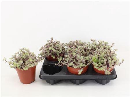 <h4>Callisia Rep Rosato</h4>