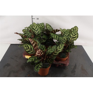 Calathea 12 Cm. P. Makoyana