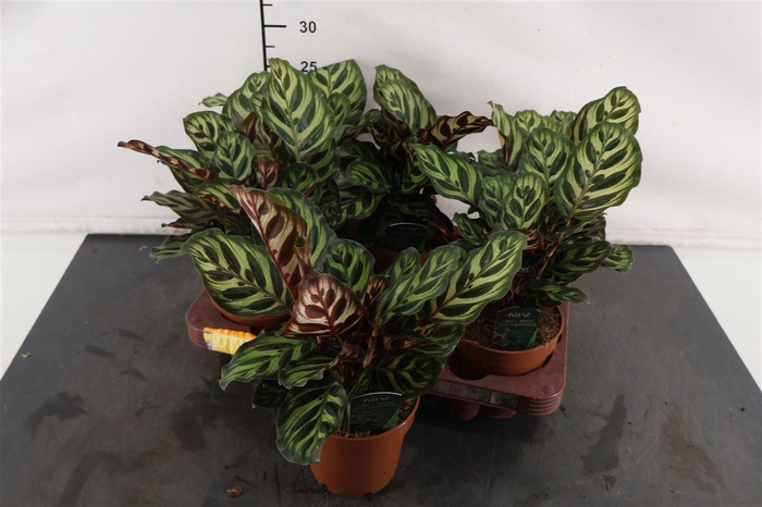 <h4>Calathea 12 Cm. P. Makoyana</h4>