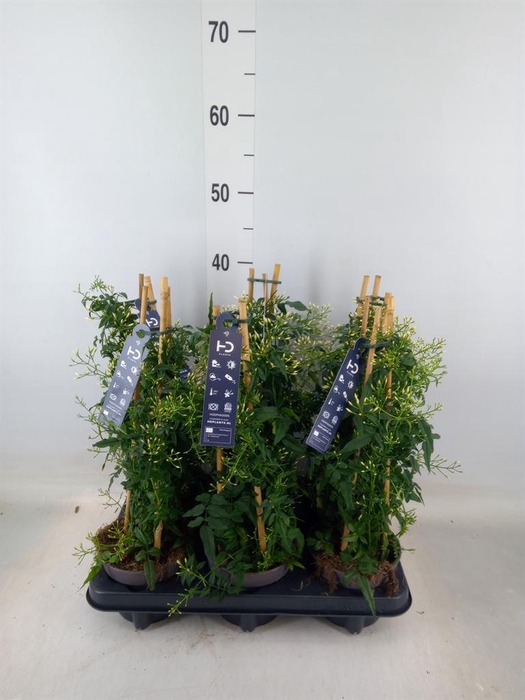 <h4>Jasminum polyanthum</h4>