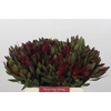 Leucadendron Saf Sunset Dark R.