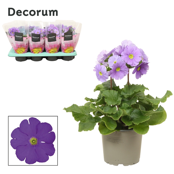 Primula 'Touch Me' Blue | Decorum