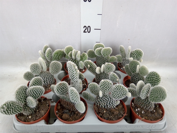 <h4>Opuntia microdasys 'Albispina'</h4>