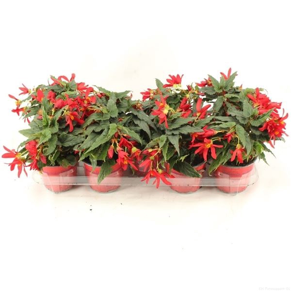 Begonia Beauvilia Red