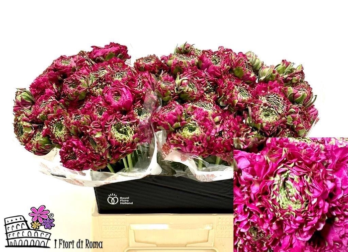 <h4>RAN PON PON ALADDIN</h4>