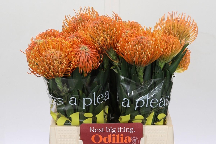 <h4>Nutans Ayoba Peach</h4>