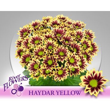 <h4>CHR T HAYDAR YELLOW</h4>