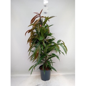 Ficus binn. 'Amstel King'