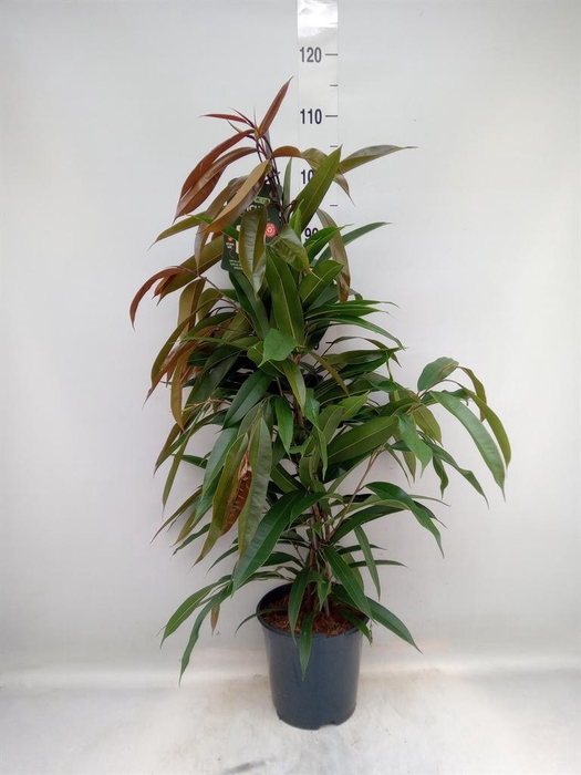 <h4>Ficus binn. 'Amstel King'</h4>