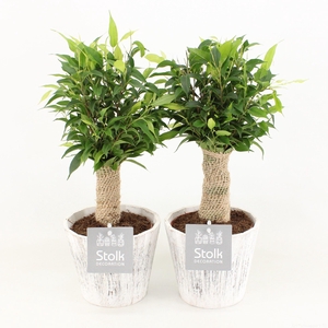 Ficus Benjamina Natasja in Wood Wit