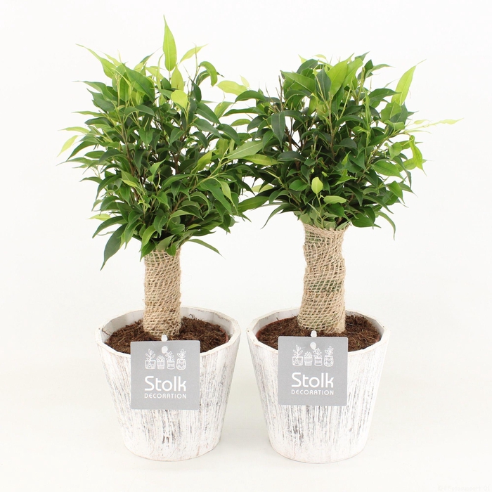 <h4>Ficus Benjamina Natasja in Wood Wit</h4>