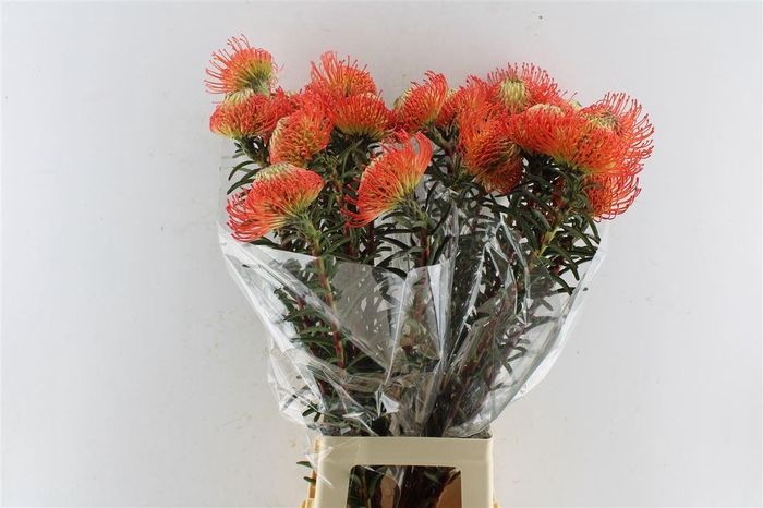 <h4>Leuco Co Succession</h4>