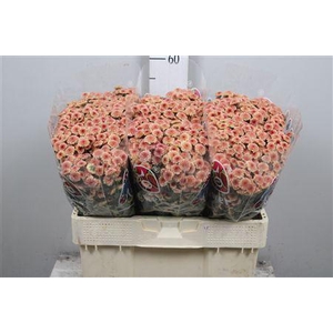 Chr S Mad Tyolo Salm