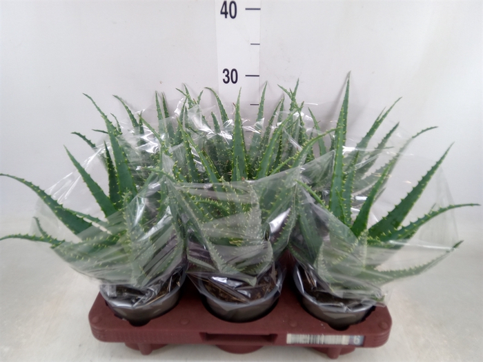 <h4>Aloe arborescens</h4>