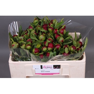 Paeonia Red Charm