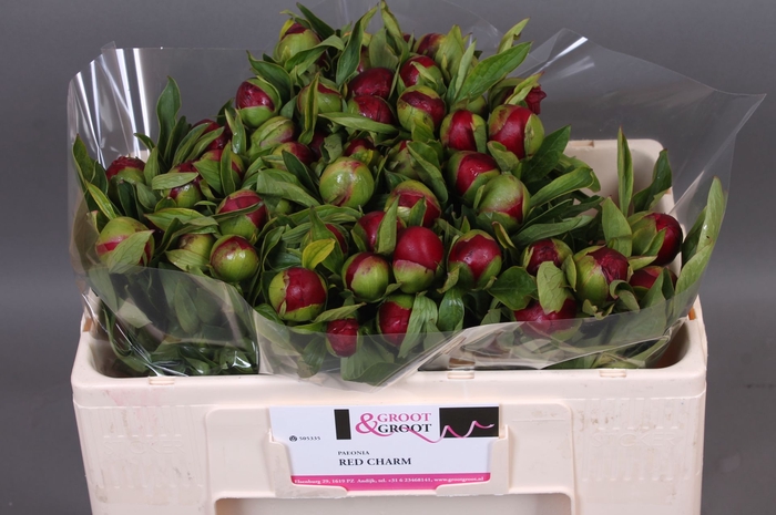 <h4>Paeonia Red Charm</h4>
