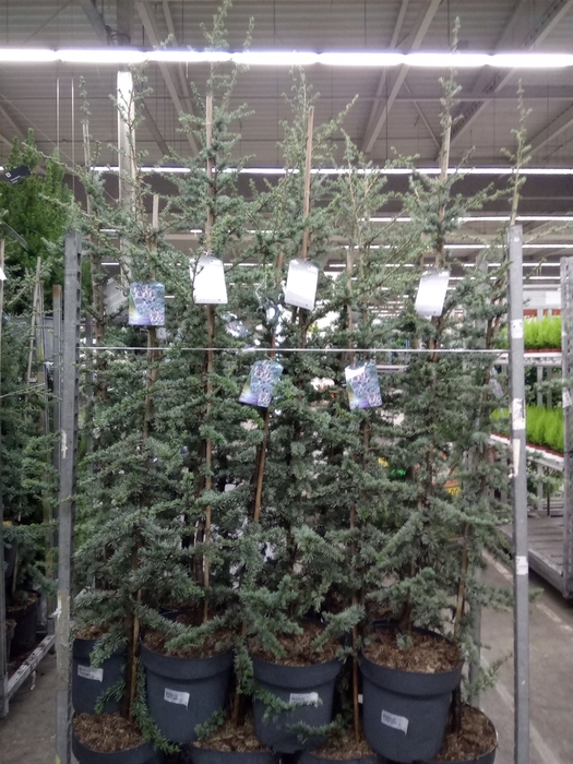 <h4>Cedrus libani 'Glauca'</h4>