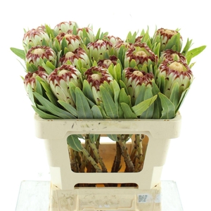 Protea Mag Niobe