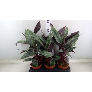 Apoballis acuminatissima