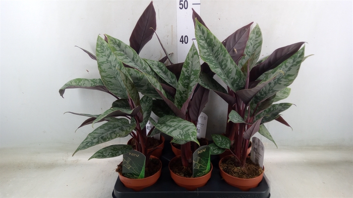 <h4>Apoballis acuminatissima</h4>