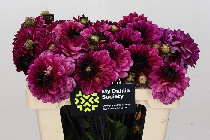 <h4>Dahlia Muchacha</h4>