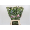 Oxypetalum Tweedia Blue