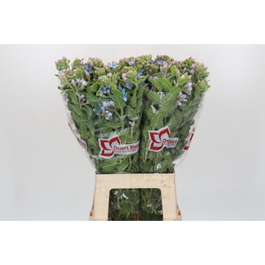 Oxypetalum Tweedia Blue