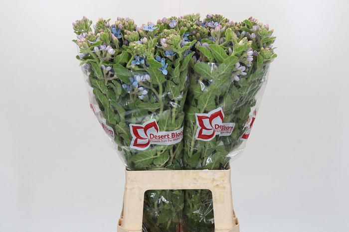 <h4>Oxypetalum Tweedia Blue</h4>