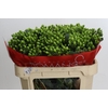 Hypericum Jungle Romance Spray