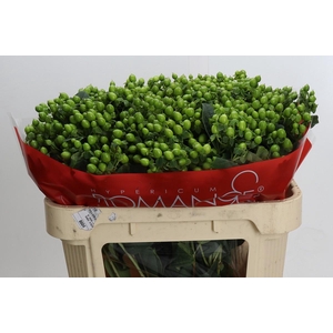 Hypericum Jungle Romance Spray