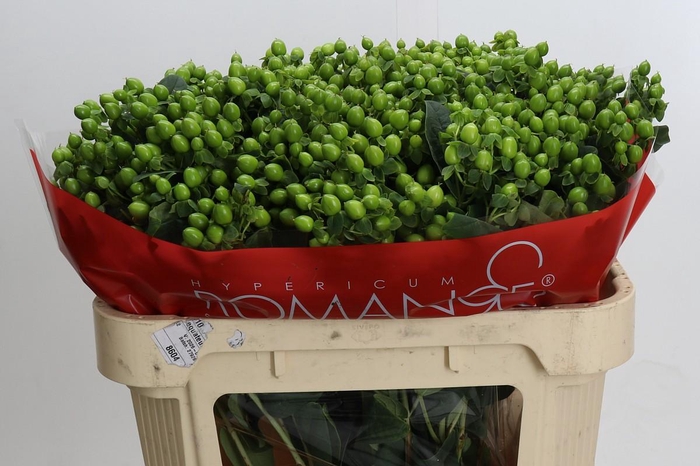 <h4>Hypericum Jungle Romance Spray</h4>