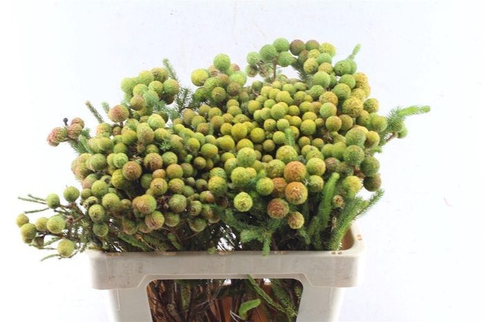 <h4>Kaaps Berz Galpinii Baubles</h4>