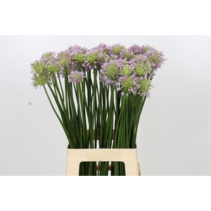 Allium senescens