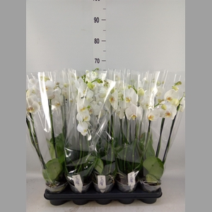 Phalaenopsis   ...white