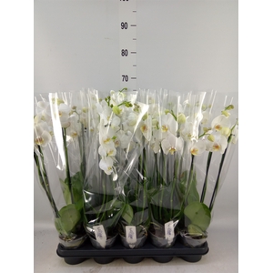 Phalaenopsis   ...white