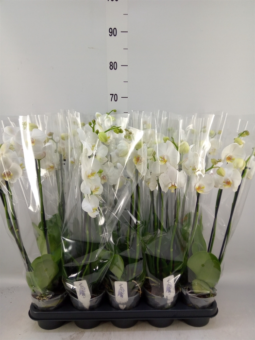 <h4>Phalaenopsis   ...white</h4>