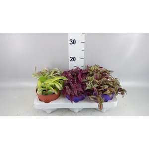 Tradescantia   ...mix