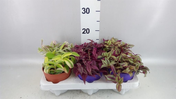 <h4>Tradescantia   ...mix</h4>