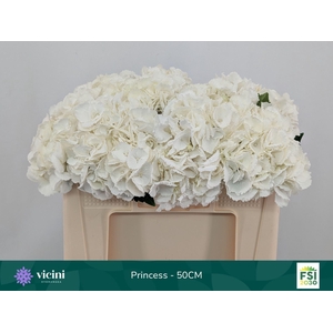 Hydrangea  'Royal Princes'