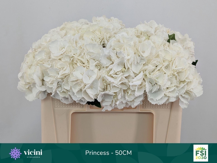 <h4>Hydrangea  'Royal Princes'</h4>