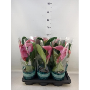 Medinilla magn. 'Flamenco'